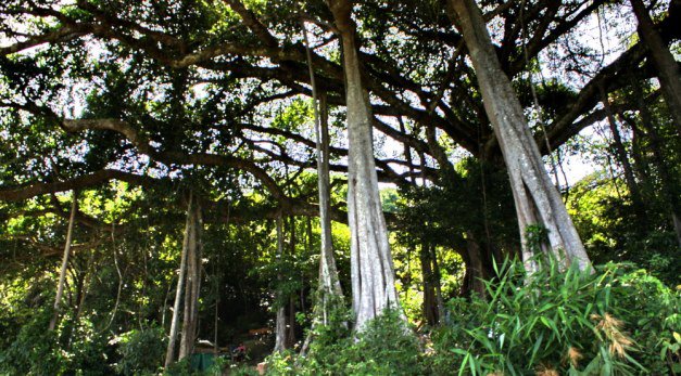 Banyan Tree in Danang