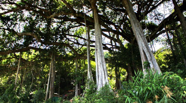 Banyan Banyan Tree in Danang